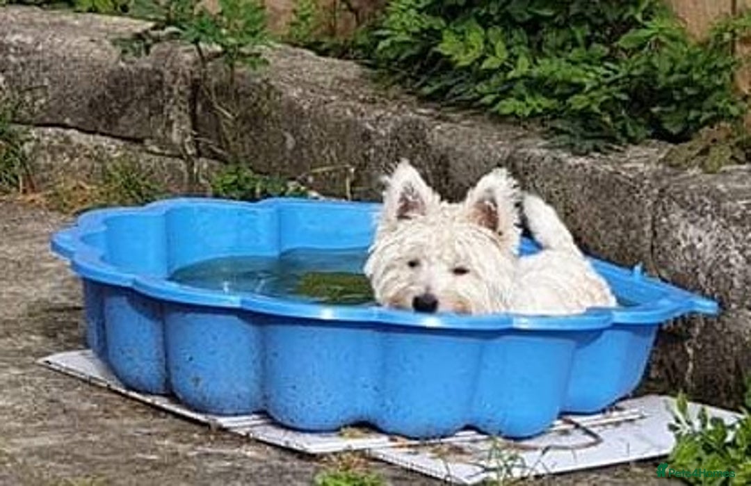 West Highland Terrier dogs for stud: For stud in Consett - Image 4