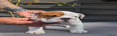 English Bulldog 3