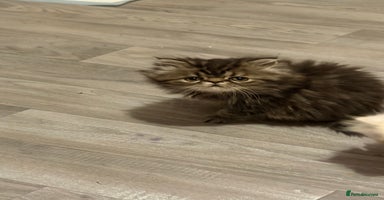 Persian cats Luxury Persian Kittens -  - Advert 10