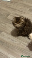 Persian cats Luxury Persian Kittens - - Advert 10