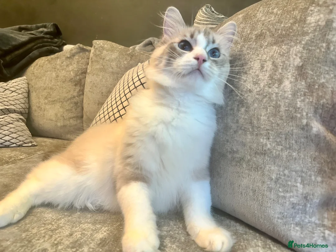 Ragdoll cats for sale: GRCH SIRED GCCF REGISTERED KITTENS.  - Advert 2