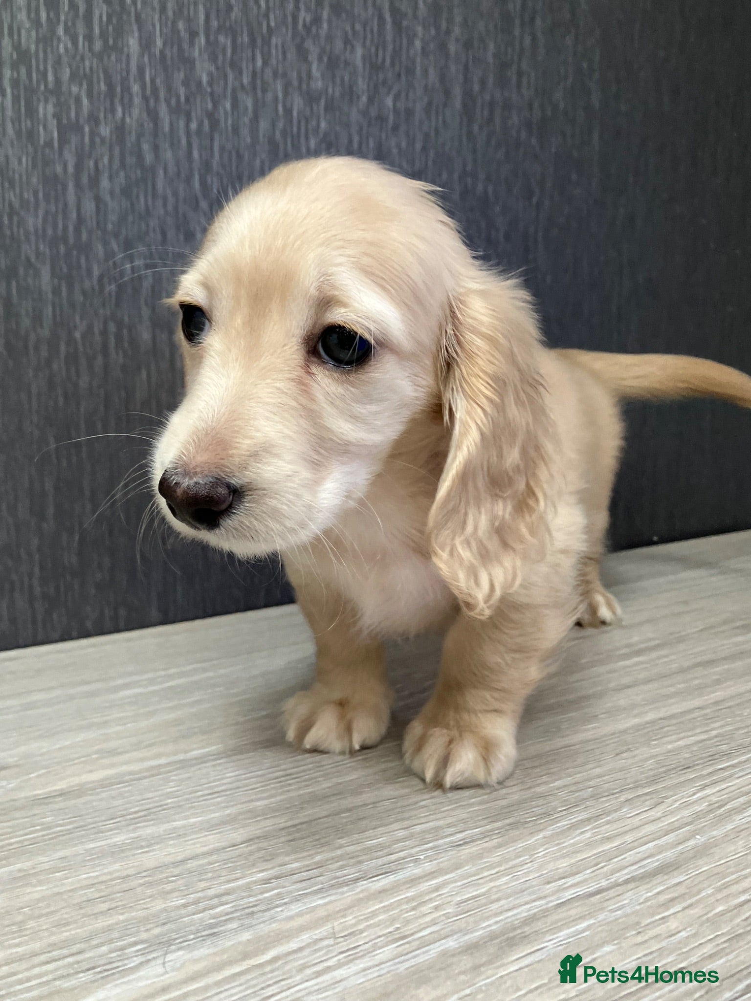Miniature Dachshund dogs Miniature Cream Long Hair Dachshund Girls  - Advert 13