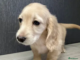 Miniature Dachshund dogs Miniature Cream Long Hair Dachshund Girls - Advert 13