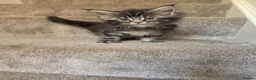 Maine Coon cats for sale: Beautiful Male Maine Coon kittens - Advert 8