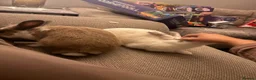 Mixed Breed rabbits for sale: 6 month old rabbits  - Advert 1
