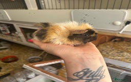 Guinea Pig rodents for sale: Male baby guineapigs  in Shefford - Image 5