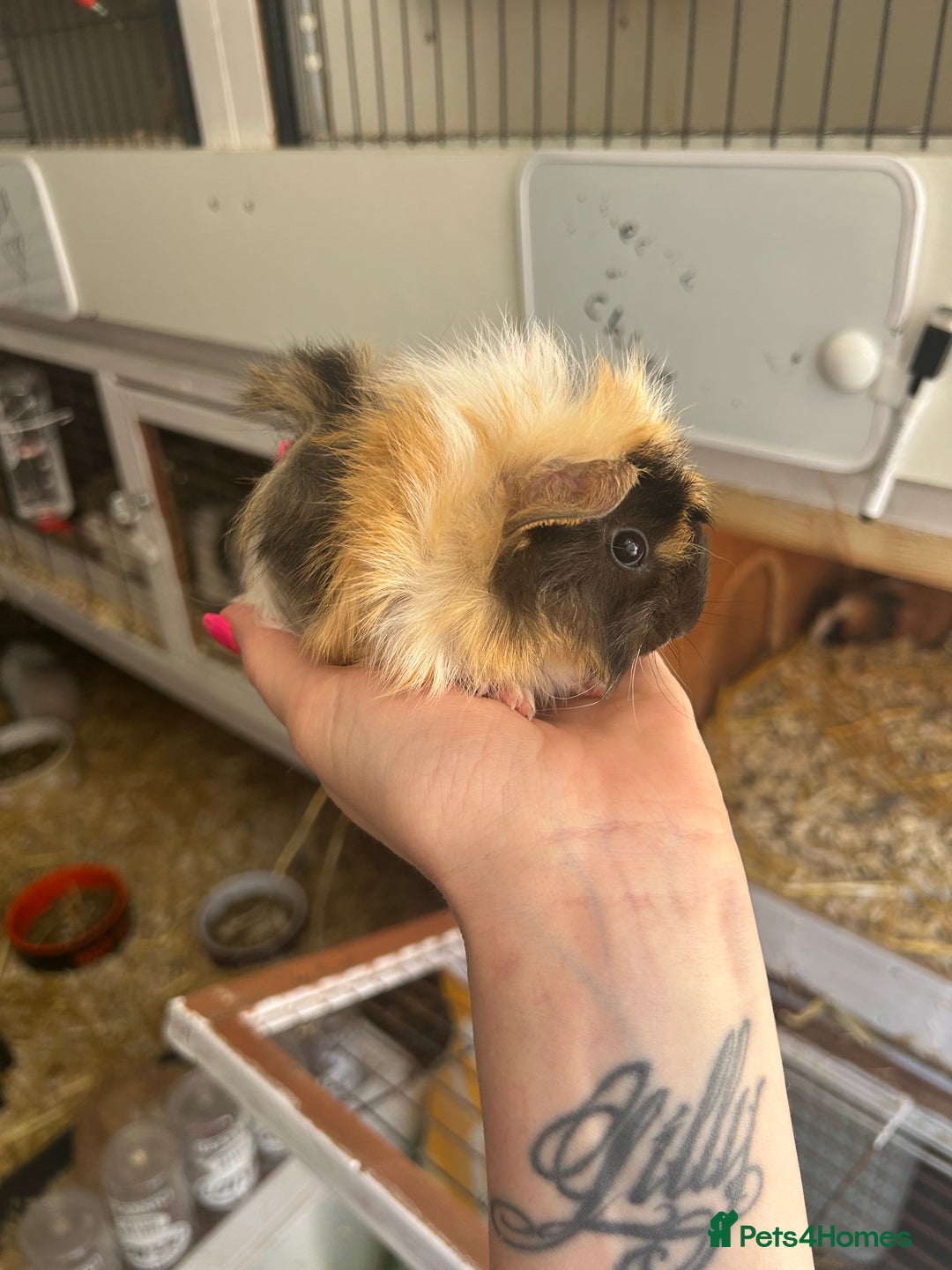 Guinea Pig rodents for sale: Male baby guineapigs  in Shefford - Image 5