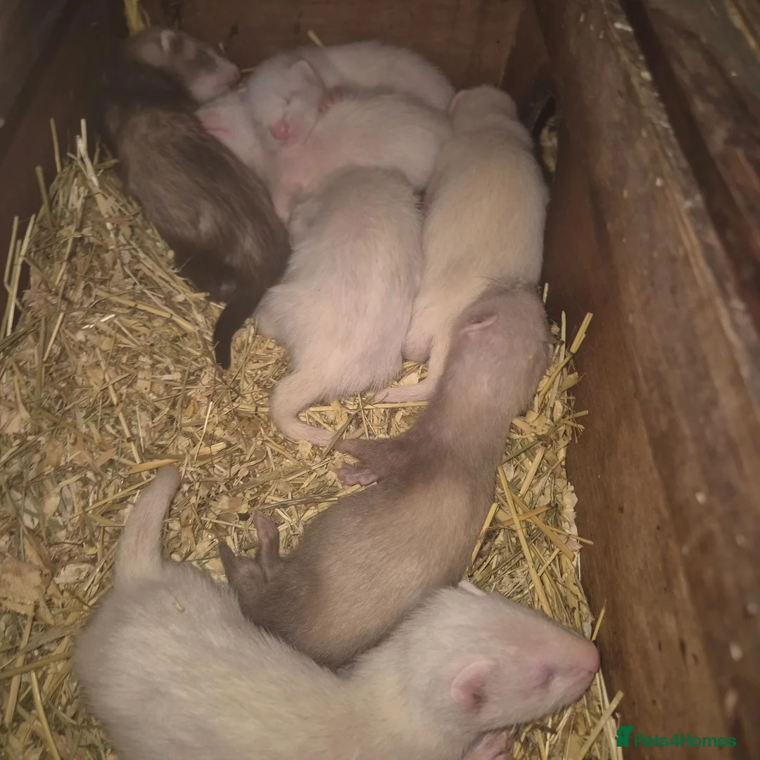 Ferret rodents for sale: Femwle ferrts with babys - Advert 2