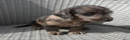 Mixed Breed dogs for sale: Stunning quality Daxipoo pups   - Advert 20
