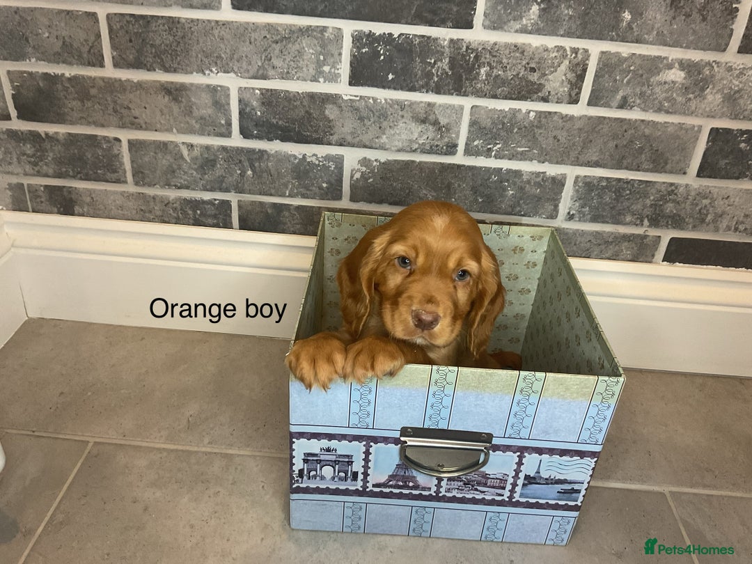 Cocker Spaniel dogs for sale: Hereditary clear working cocker spaniel - Advert 15