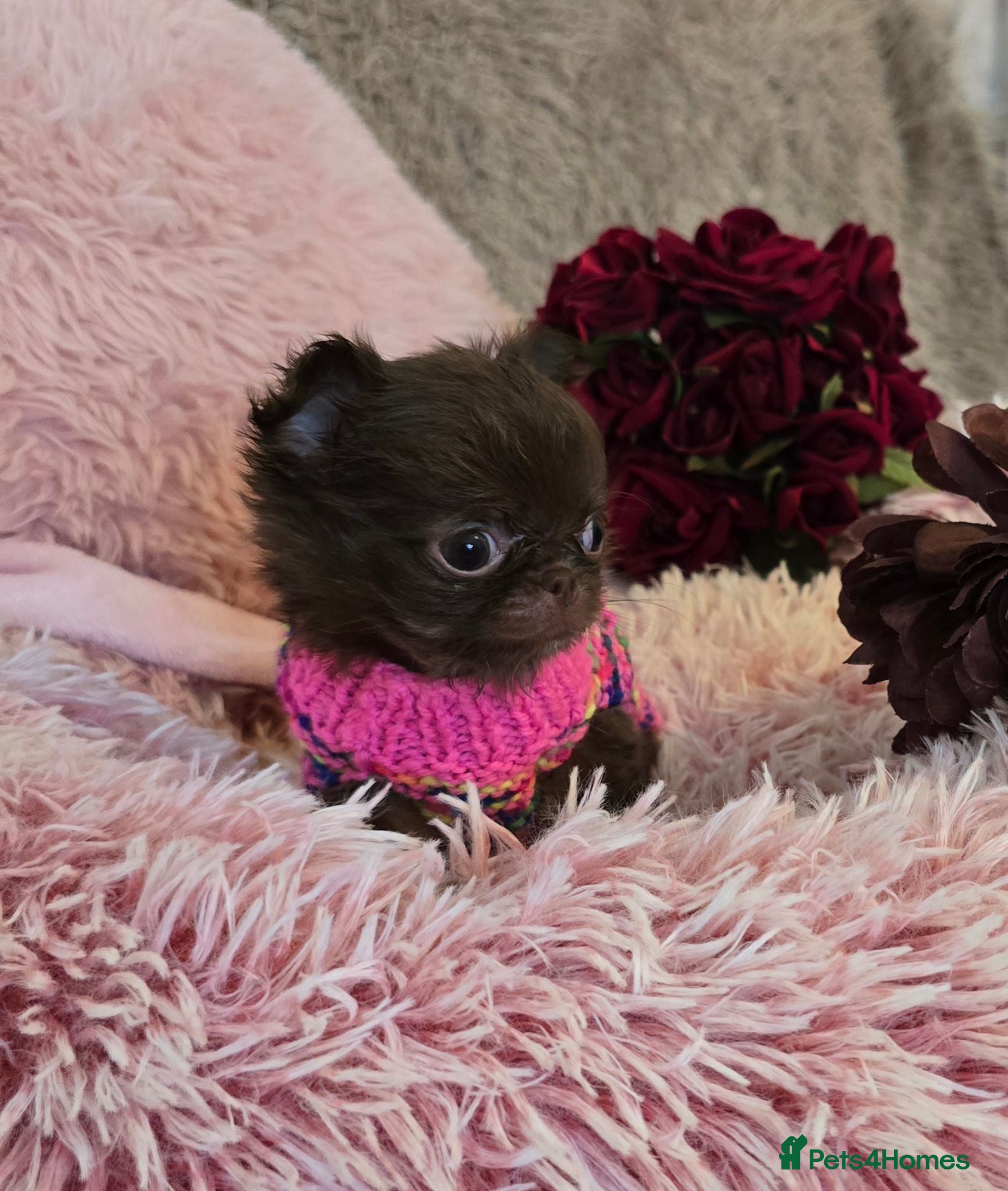 Chihuahua dogs Xx quality chocolate longcoat chihuahua puppies Xx - Advert 1