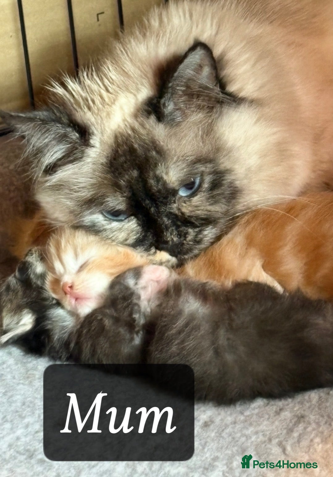Maine Coon cats Maincoon X Ragdoll kittens ready for collection  - Advert 1