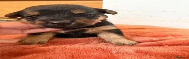 Mixed Breed 2