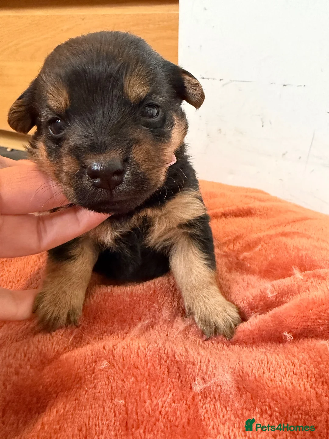 Mixed Breed dogs for sale: Terrier x jack Russell pups - Advert 2