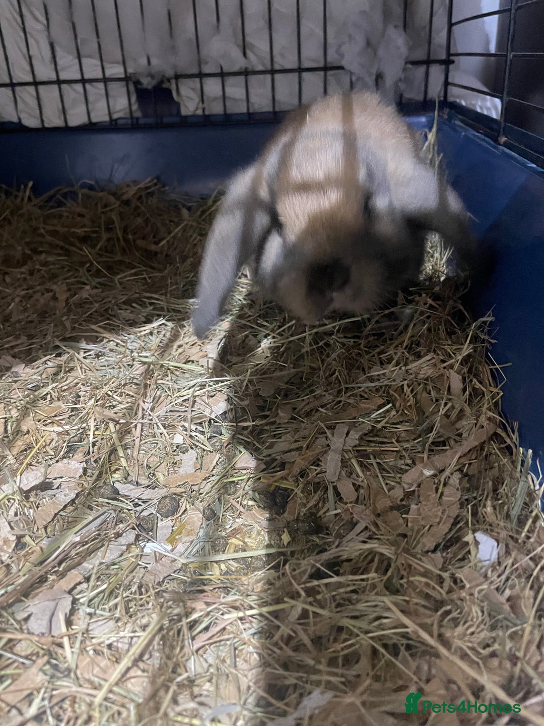 Mini Lop rabbits for sale: Pure bred mini lop baby girl - Advert 3