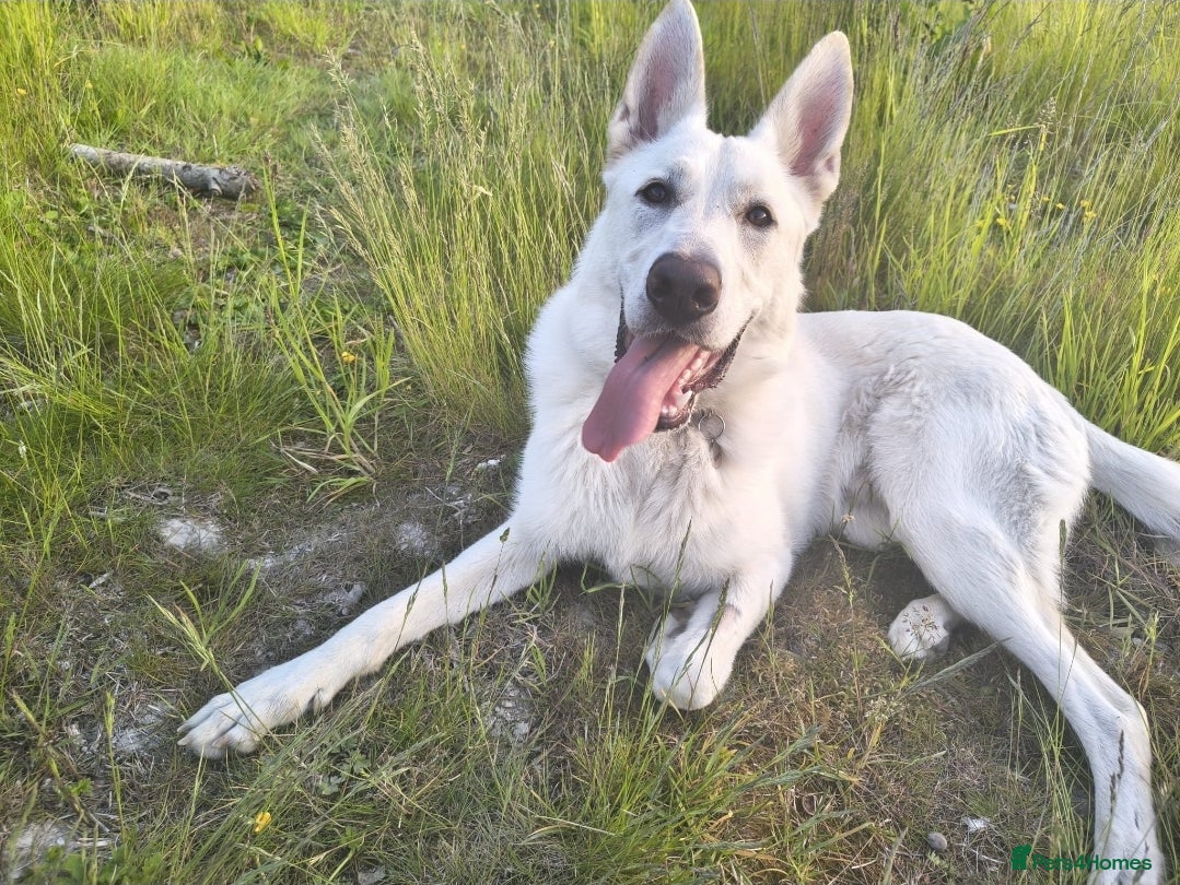 German Shepherd dogs for sale: Klaus-11 Month Old Male White Shepherd - Advert 1