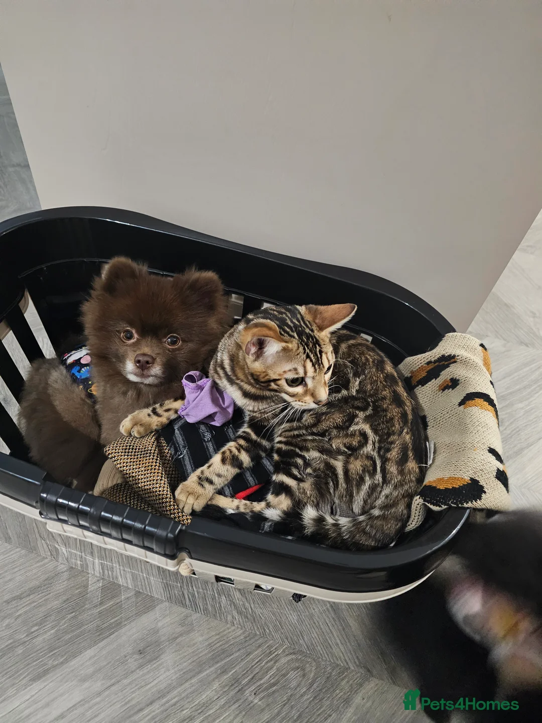 Pomeranian dogs for sale: Male chocolate pomeranian  - Advert 2