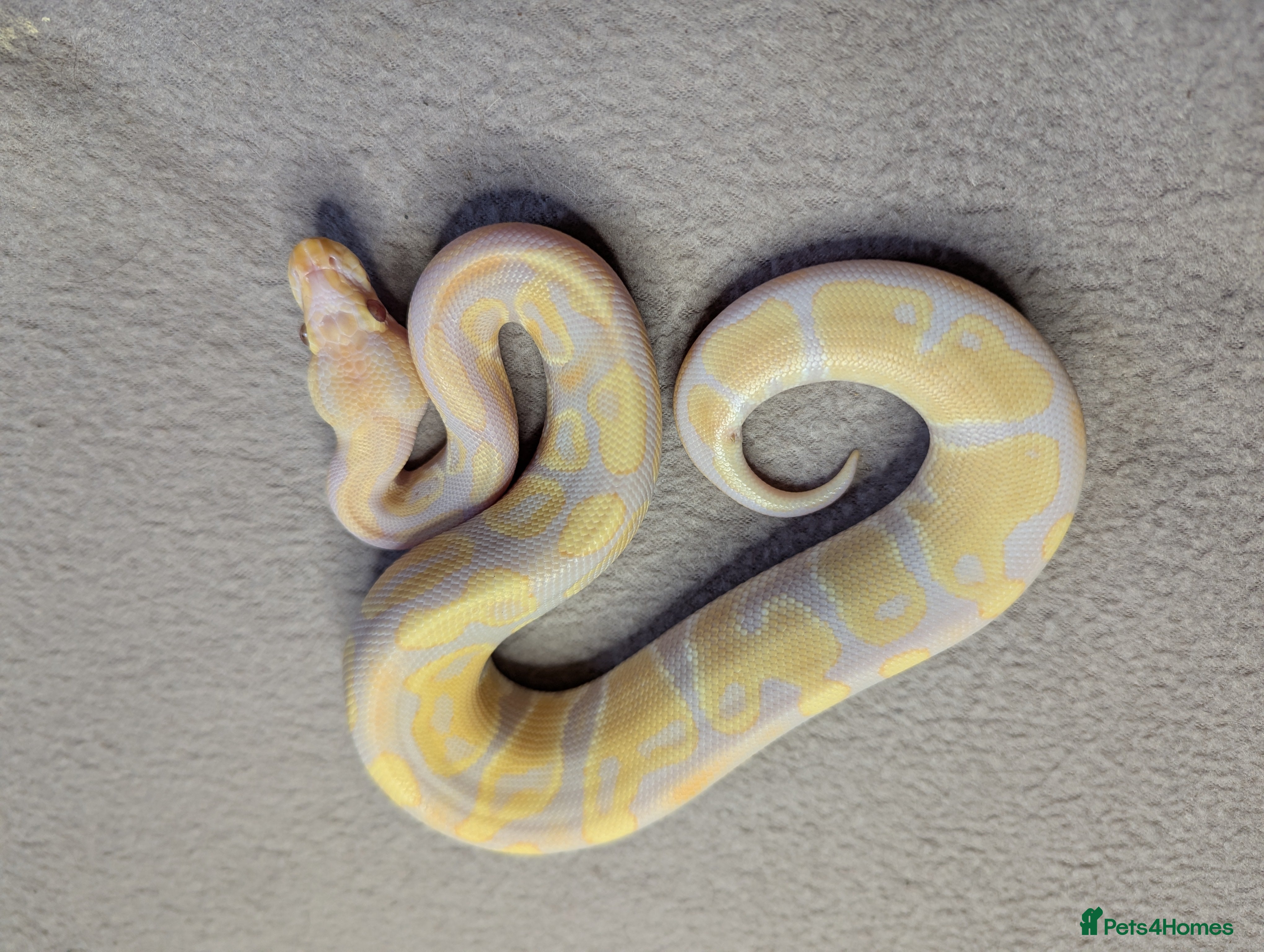 Python Snake reptiles 2025 Royal Python Hatchlings  - Advert 3