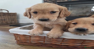 Golden Retriever dogs - Advert 1