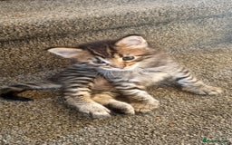 Maine Coon cats for sale: Mainecoon Kittens - Image 9