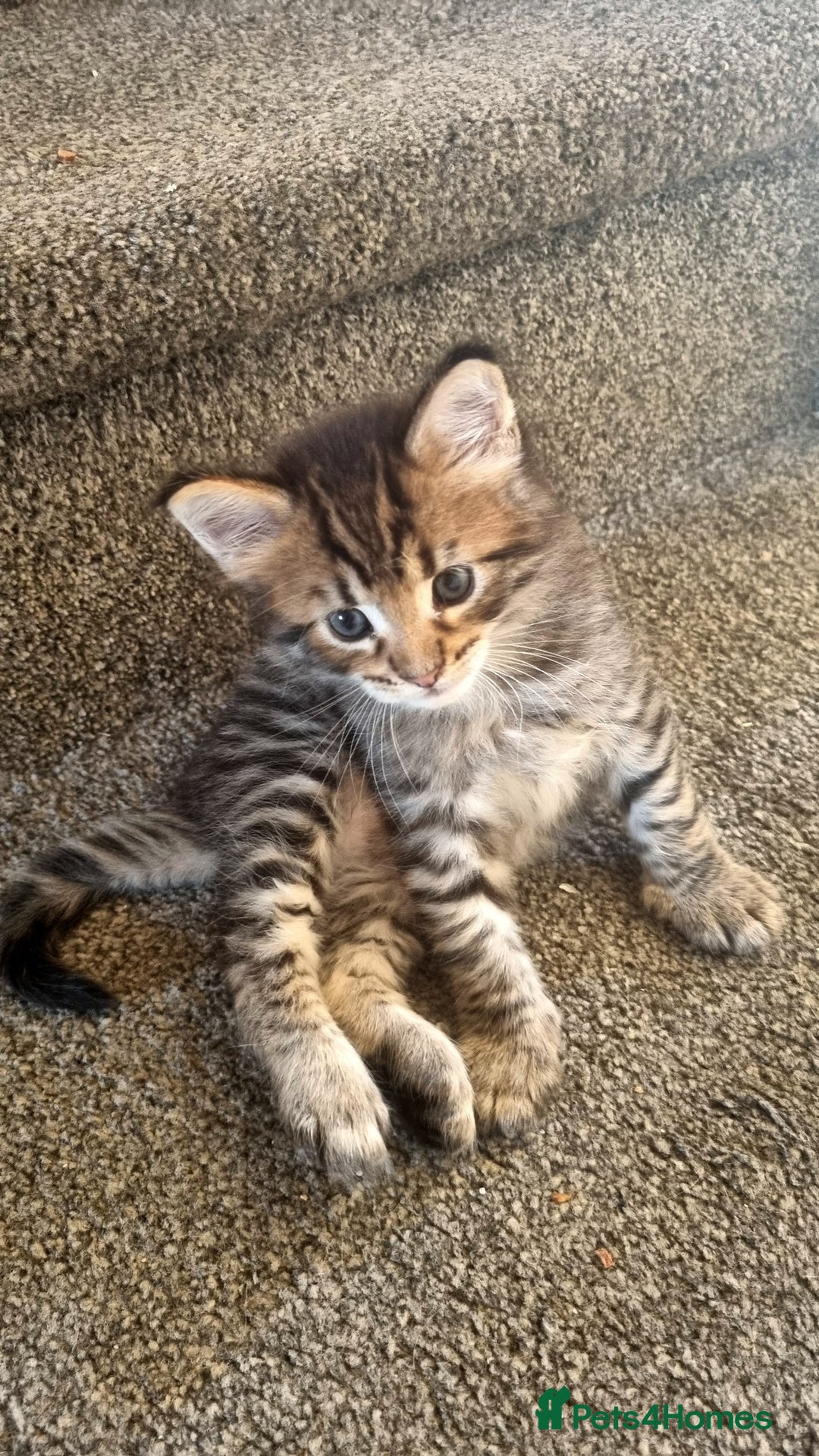 Maine Coon cats for sale: Mainecoon Kittens - Image 9