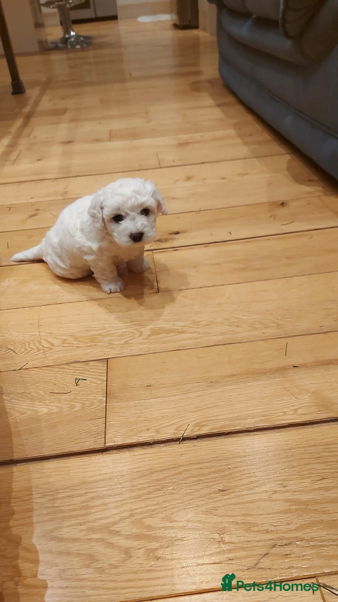 Bichon Frise dogs for stud: Bichon Frise *for stud only* in Hoddesdon - Advert 17