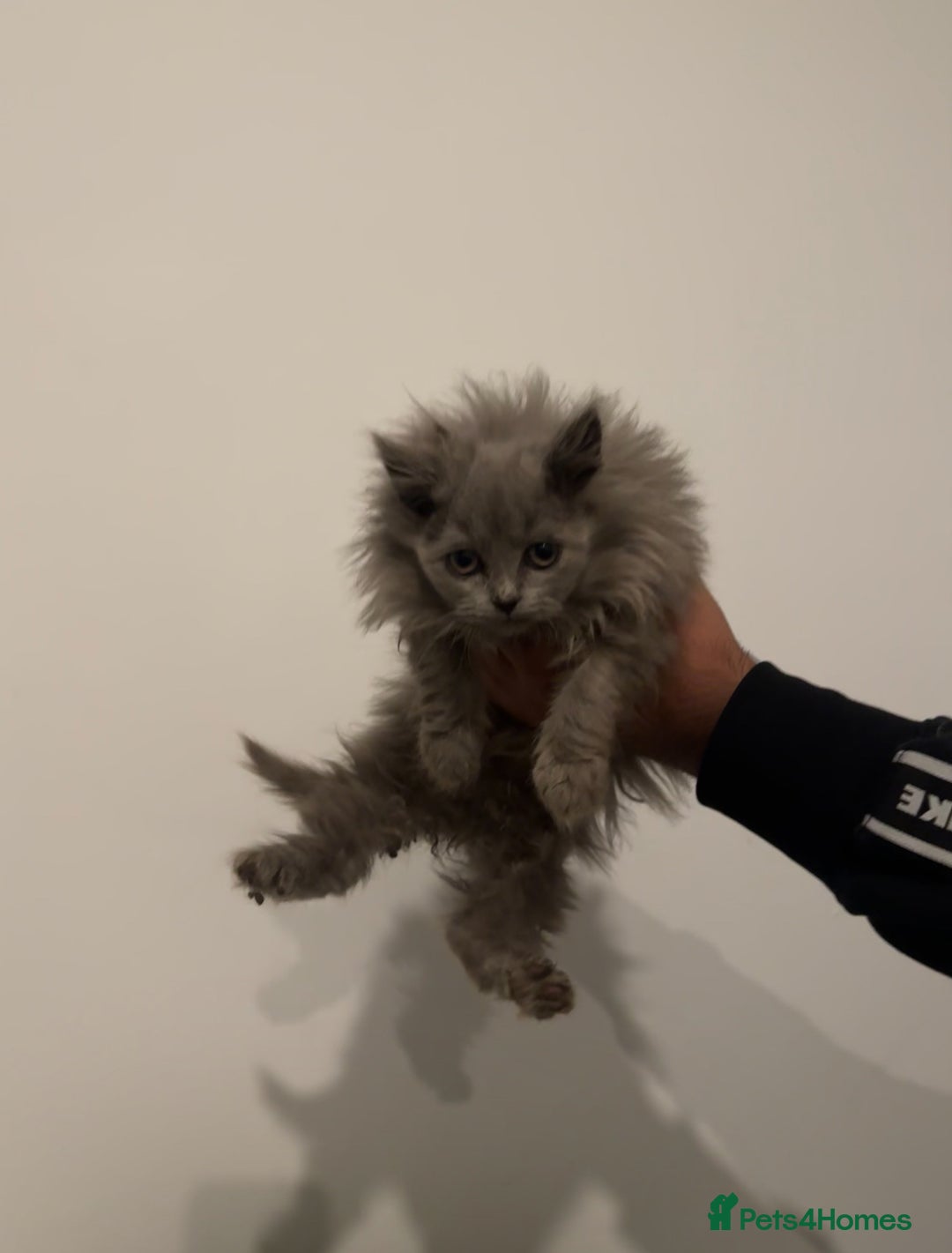 British Longhair cats for sale: Adorable British Longhair Kittens Ready Now! - Advert 27