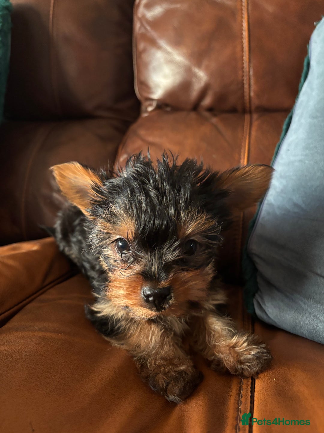 Yorkshire Terrier dogs for sale: Stunning miniature Yorkshire terrier puppies - Advert 26