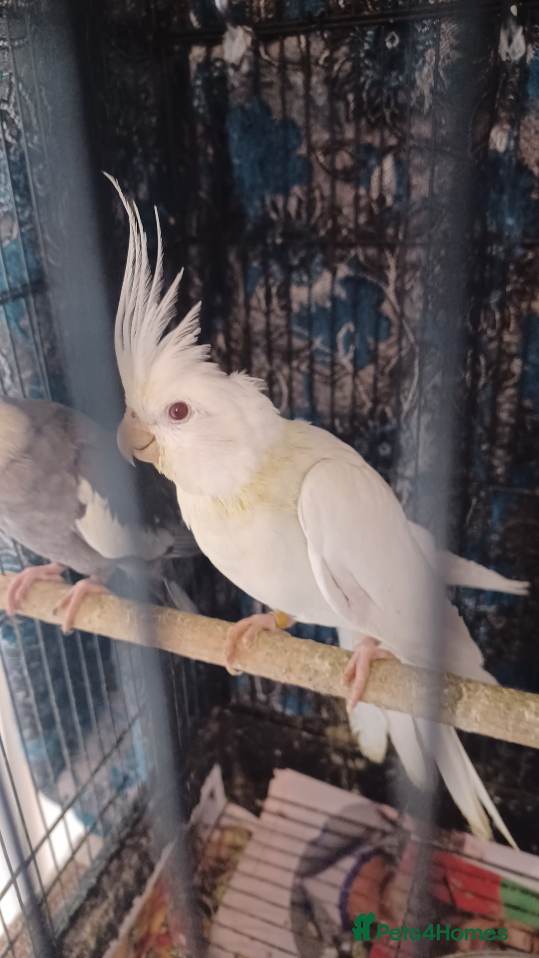 Cockatiels birds for sale: Breeding cockatiels with babies - Advert 6