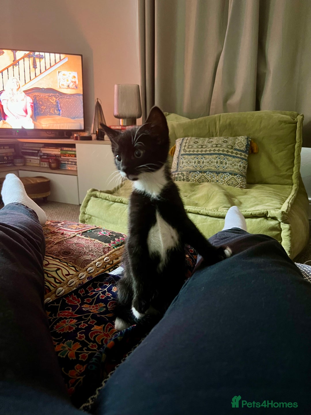American Shorthair cats for sale: 1 little bean left from a litter of 5 - Image 2