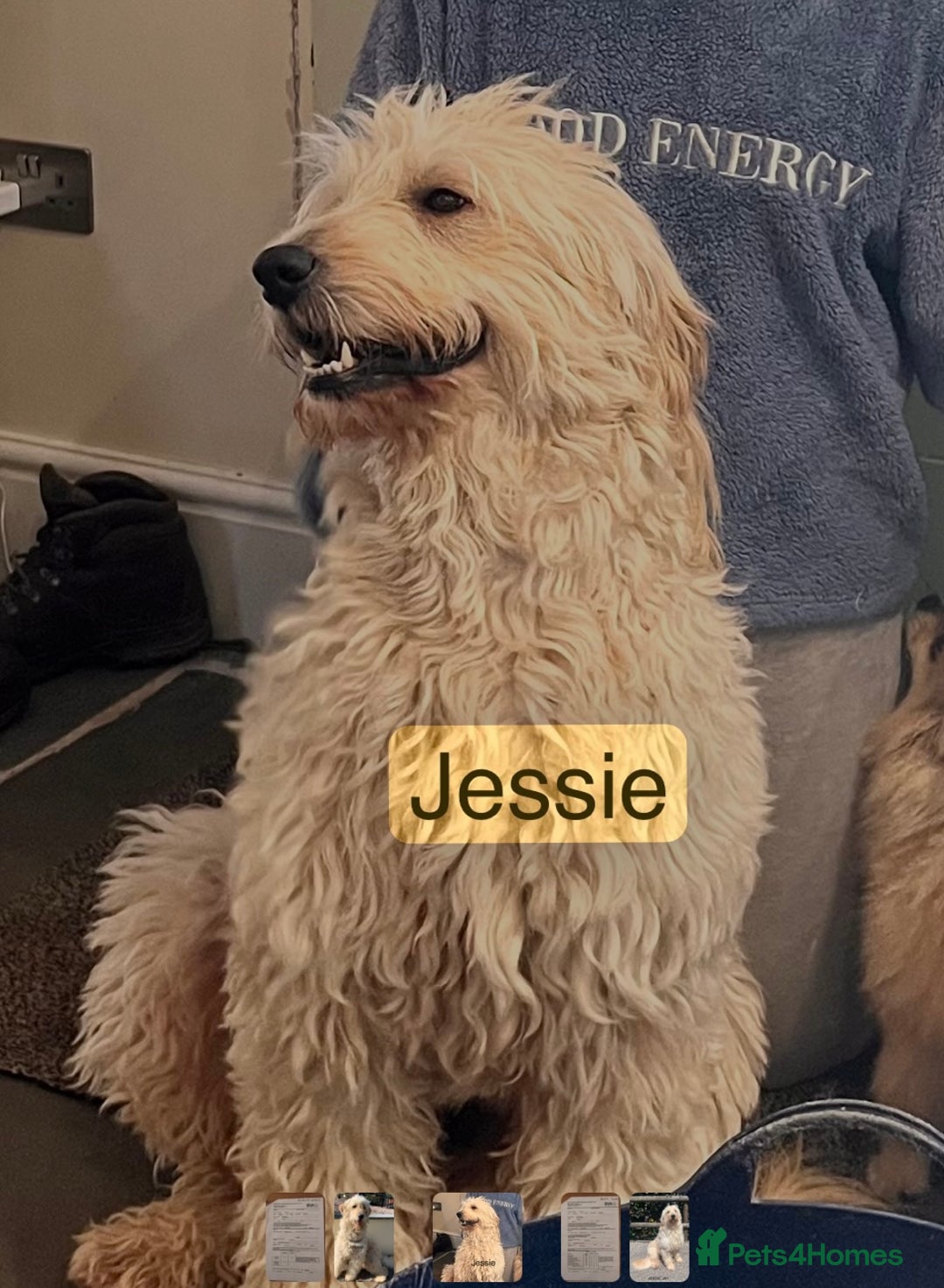 Goldendoodle dogs for sale: Exeptional Goldendoodle puppies F1b - Image 12
