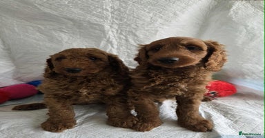 Goldendoodle dogs - Advert 4