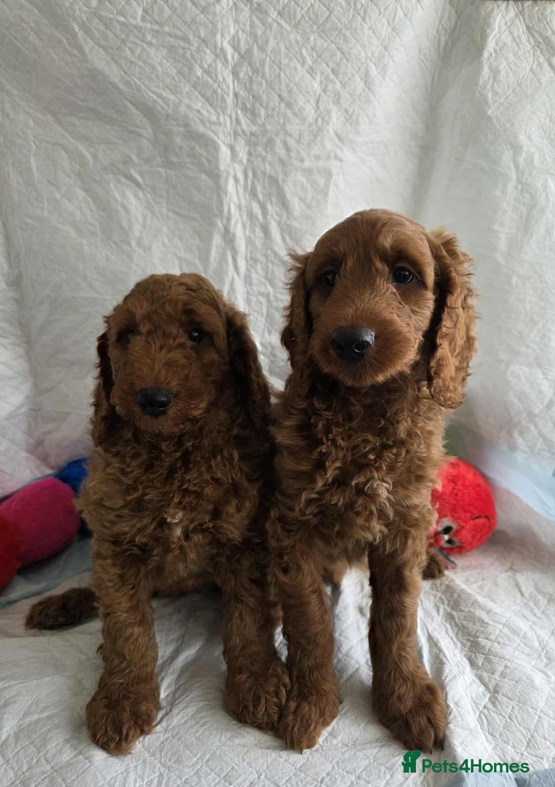 Goldendoodle dogs for sale: 👑Superb Rare Toy/Mini Deepest Red Goldendoodles👑 - Image 2