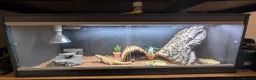Bearded Dragon reptiles for sale: Bandit bearded dragon looking for a new home - Advert 3