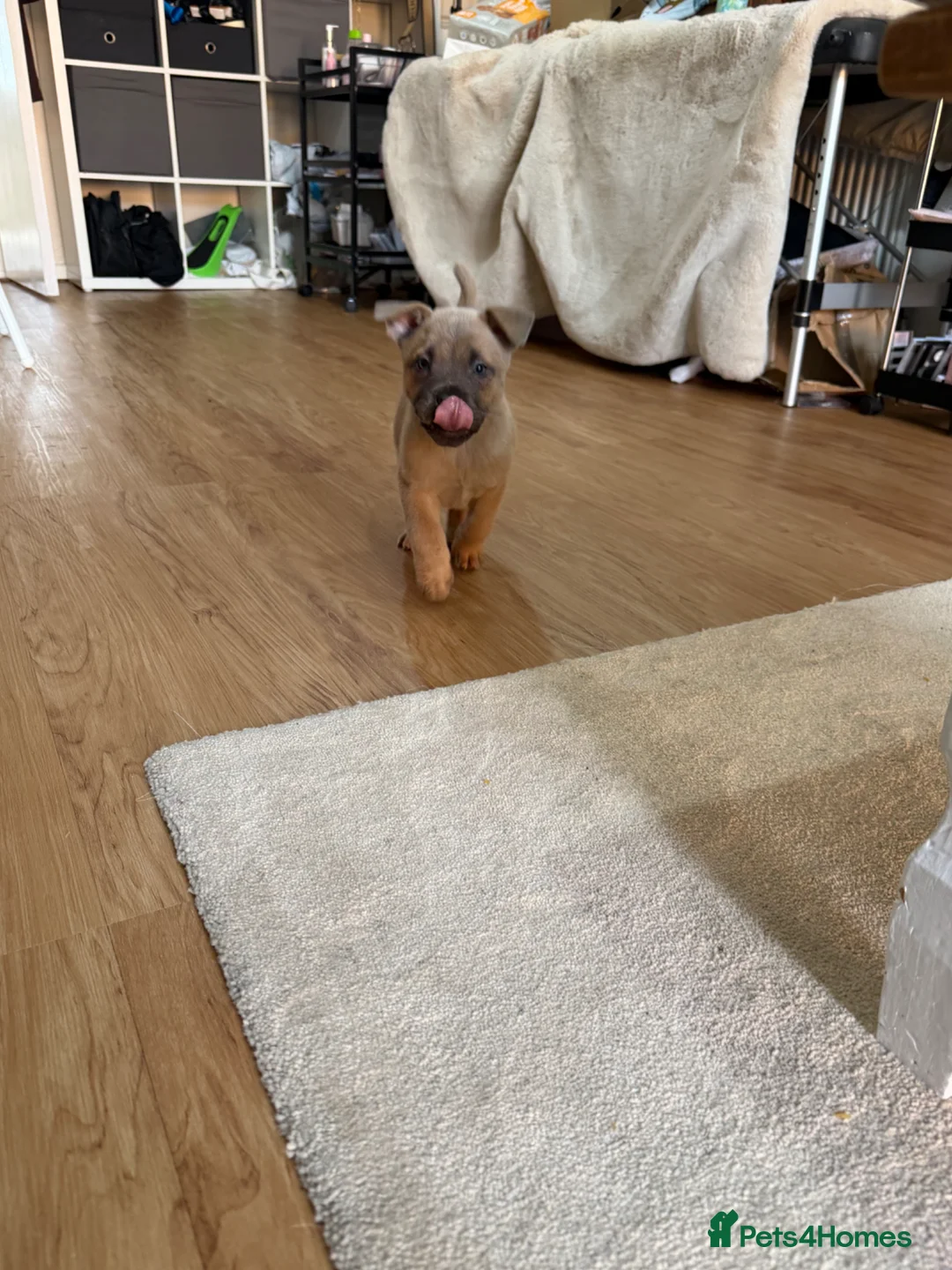 Mixed Breed dogs for sale: Chow Chow x Amstaff Puppy 3 months  - Advert 2