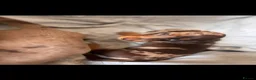 Miniature Dachshund dogs for sale: Miniature Dachshunds  - Advert 4