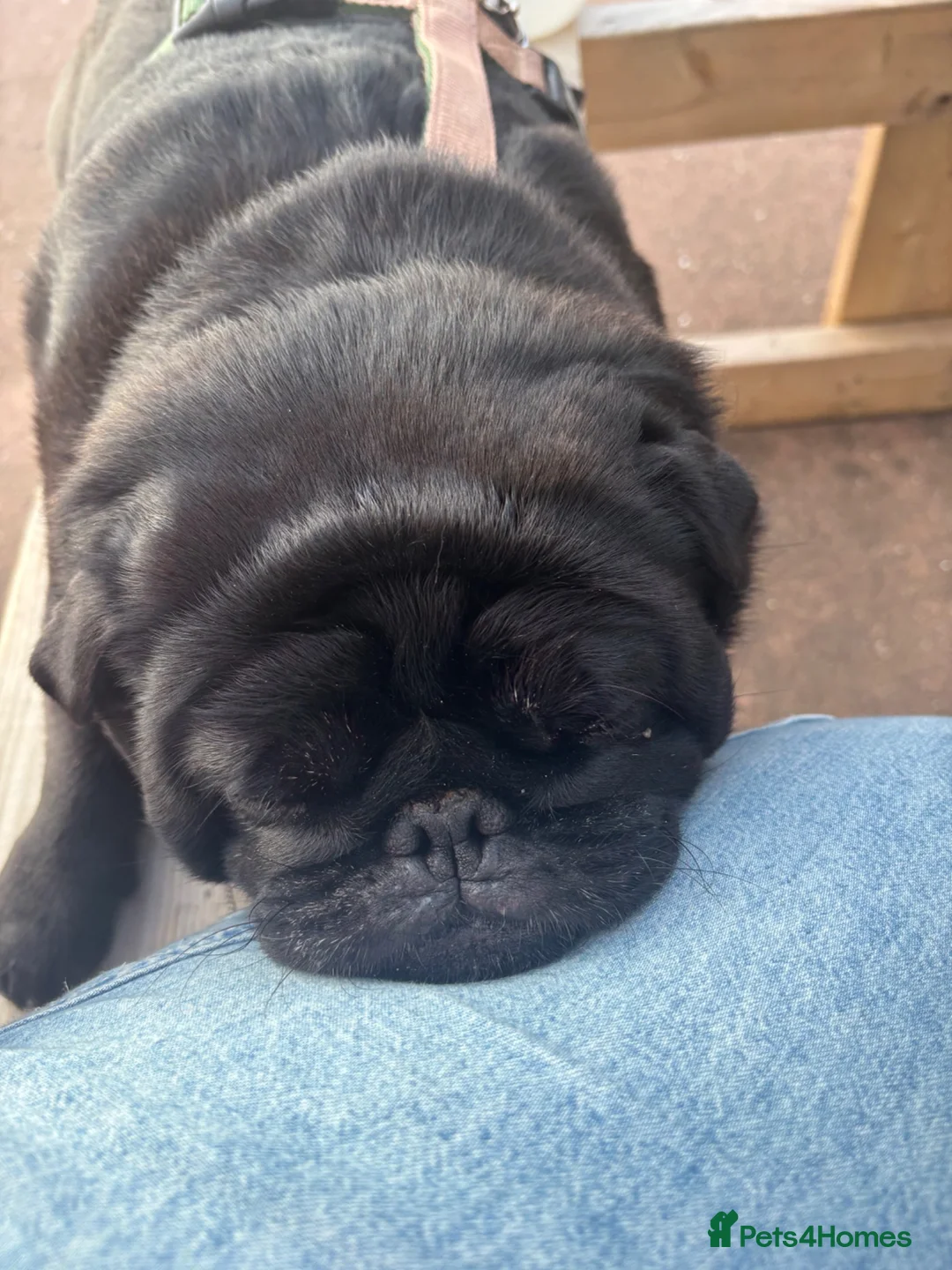Pug dogs for stud: Male pug up for stud - Advert 2