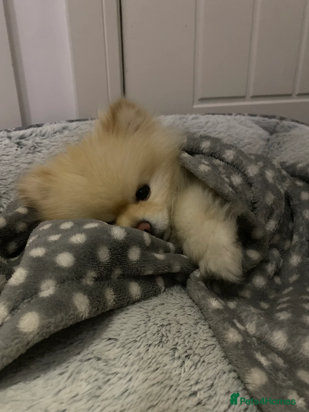 Pomeranian dogs for sale: Beautiful KC registered  **  pomeranian boy - Advert 1