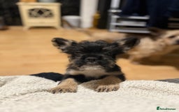 Mixed Breed dogs for sale: french bull dog x carin terrier girls x - Image 6