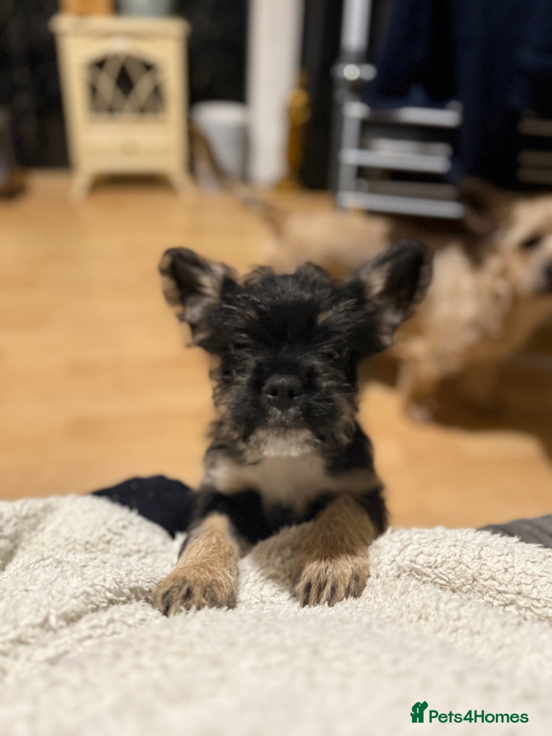 Mixed Breed dogs for sale: french bull dog x carin terrier girls x - Image 6