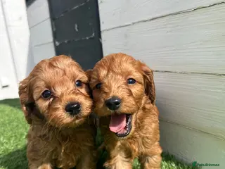 Cockapoo dogs Toy Cockapoo Puppies - Advert 1