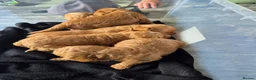 Cockapoo dogs for sale: Cockapoo's  in Wigan - Advert 1