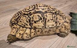 Tortoise reptiles for sale: Leopard Tortoise - Image 8