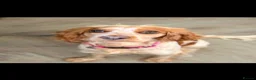 Cockapoo dogs for sale: Cockapoo puppies - Advert 1