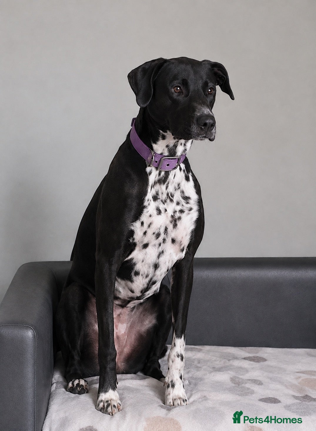 Mixed Breed dogs Dalmatian × Greyhound/Saluki Puppies - Advert 6
