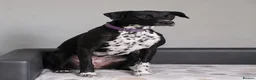 Mixed Breed dogs for sale: Dalmatian × Greyhound/Saluki Puppies - Advert 1