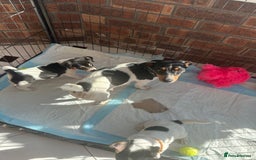Jack Russell dogs for sale: Traditional mini Jack Russells - Image 5