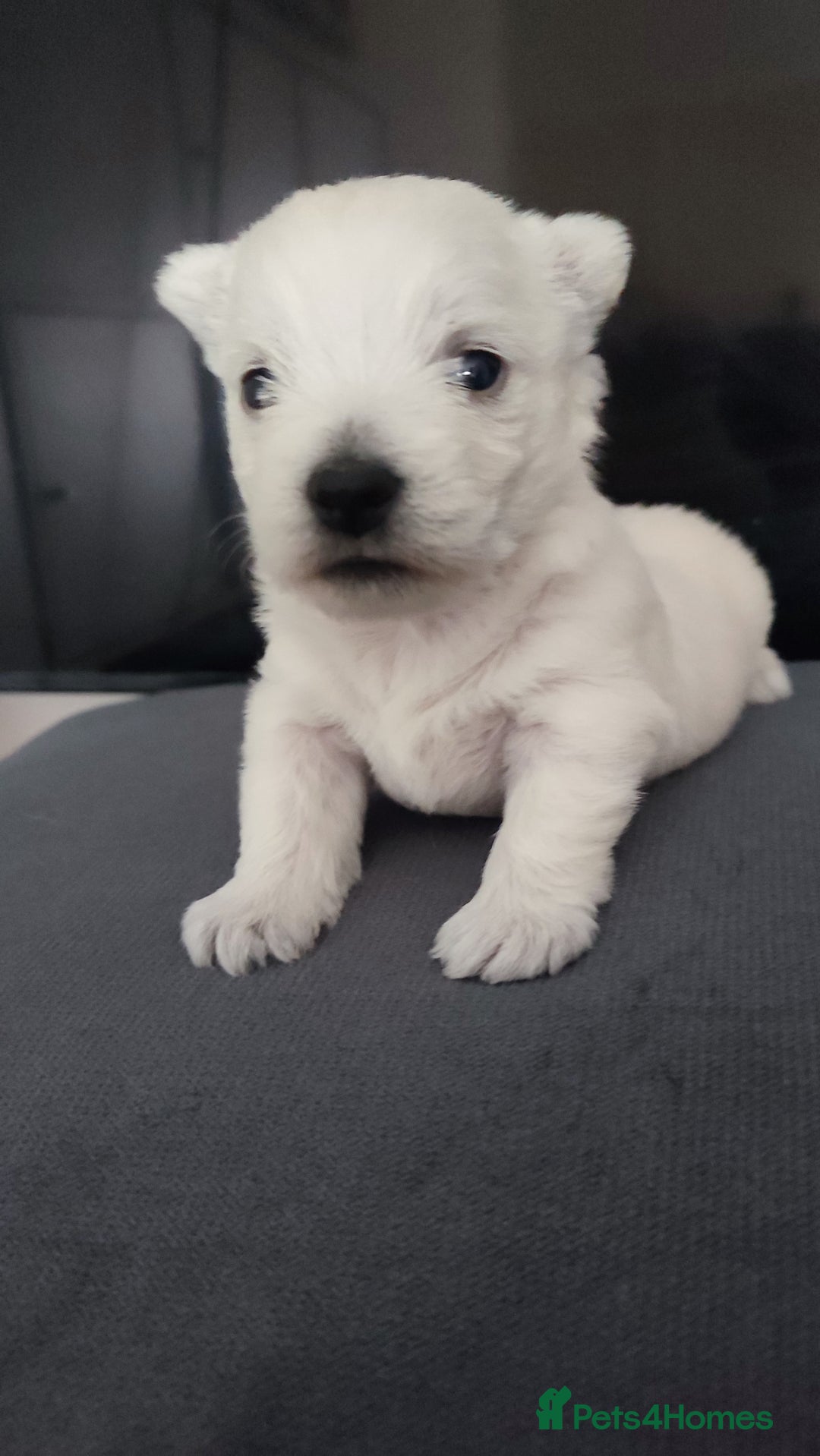 West Highland Terrier dogs for sale: Two RKC adorable and pure westies girls for sale - Advert 5