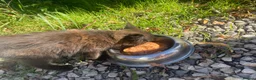 Mixed Breed cats for sale: Fluffy black and ginger kitten - Advert 3