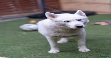 Siberian Husky dogs in Southall - Advert 15